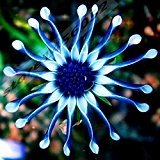 * 100 Blaues Gänseblümchen robuste Pflanzen Blumensamen exotische Zierpflanzen