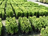 100 Buchsbaum Pflanzen im Topf, Buxus sempervirens, Höhe: 15-20 cm