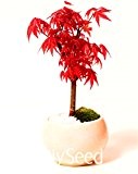 100% Echte japanische Red Maple Bonsai-Baum Günstige Samen, Mini-Bonsai-Samen, 20 Samen / Pack, sehr schöne Innen Baum, # KNKMW