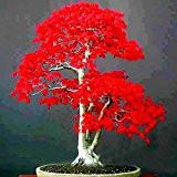100% Echte japanische Red Maple Bonsai-Baum-Samen Günstige Profi-Pack sehr schöne Indoor-Baum 50 Samen / Packung