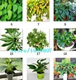 100% echte Seltene 100pcs 10kinds mischen Philodendron Samen, Weinblatt, Zimmerpflanzen Anti-Strahlung absorbieren Staub Baumsamen
