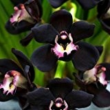 100 einzigartige schwarze Cymbidium faberi Garten Blumensamen Blütenpflanzen Orchideen Blumensamen