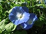 100 frische Samen der echten Prunkwinde -Ipomea tricolor- 'Heavenly blue' Morning glory *USA Import*