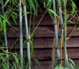 100 + frische weiße Bambussamen (Fargesia Albocerea)