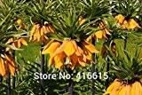 100 Kaiserkrone Seeds Fritillaria Imperialis Premier Seeds Easy Home Garten Bodendecker Pflanzensamen + Geheimnis Geschenk zu wachsen