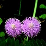 100 Mimose Seed Sensitive Splendid Blume Schöne Schöne beliebte Pflanze