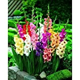 100 Mixed Gladiolen Leuchtmittel/Vermehren gemischte Sorten Mehrjährige Sommerblume Hervorragende bieten