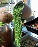 100 Partikel / Beutel Succulents Chlorophytum Perlen Seed Chlorophytum Perlen Bonsai Heim absorbieren Formaldehyd