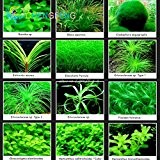 100 PC-Aquarium Gras Samen Mini Wasserpflanzen Behälter Grassamen Indoor Beautifying Fisch Pflanze Diy Startseite Kräuter * Rare-Uhr-Geschenk
