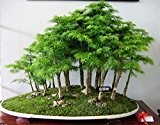 100 PC / bag Juniper Bonsai-Baum-Samen Topf reinigen die Luft Absorption Strahlung Kiefer Samen Hausgarten
