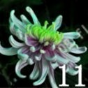 100 PC bunte Chrysantheme Samen, bunte Blumensamen, schöne Topfpflanze Samen