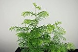 100 PC-Dämmerung Redwood Forest Bonsai Samen - Bonsai-Baum - Metasequoia glyptostroboides