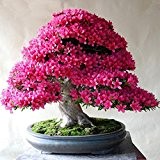 100 PC / Satz Seltene Bonsai 13 Sorten Azalea sät DIY Haus & Garten Pflanzen Looks Like Sakura Japanese Cherry ...
