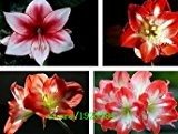 100 PCS New Seeds 2015! Thymiankraut die Samen von mehrjährigen Blumengarten Thymus Landschaftsbau, Bodendecker Hochzeit Blumensamen