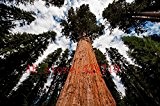 100 PCS seltenen riesigen Redwood Samen, schnelles Wachstum, seltene Baumsamen für Gartendekoration Natur Geschenk