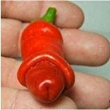 100 Penis Chilly Red Hot Peter Pepper Samen kühl Samen Neuheit lustige Paprika Bonsai Pflanzen Gemüsesamen für Heim & Garten