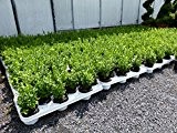 100 Premium Buxus Sempervirens 20 - 25 cm Buchsbaum Heckenpflanzen