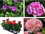 100 rainbow rose colorful rose send 200 mixed rainbow strawberry seeds as gift flower seeds for home decoration