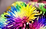100% reale Regenbogen-Chrysantheme-Blumen-Samen, seltene Farbe, neue Ankunft DIY Hausgarten-Blumen-Anlage 100 PC / Beutel
