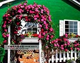 100 Riesen-Hibiskus-Blumensamen Hardy, mischen Farbe, DIY Hausgarten vergossen oder Hof Blume Pflanze,