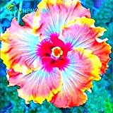 100 Riesen-Hibiskus-Blumensamen Indoor-Mix Farbe Seed DIY Hausgarten Topf oder Hof Blumenpflanze Staude Topf