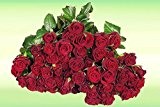 100 Rosen - 100 rote Rosen - Frische Rosen, vasenfertig bearbeitet!