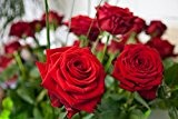 100 Rosen - 100 rote Rosen - Großblütige Edelrosen - Premiumrosen