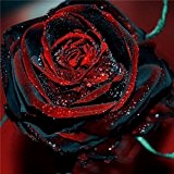100 Rosensamen Schwarz Rose Roter Rand Samen Blumensamen