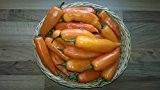 100 Samen -Aji Amarillo Chili- -Super Ertrag/Riesen Früchte-