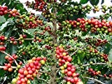 100 Samen -Arabica Kaffee- -Coffea arabica- Top Qualität