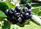 100 Samen Aronia melanocarpa, schwarze Apfelbeere, sehr hoher Vitamingehalt