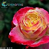 100 Samen / bag Hydrangea Blumensamen vergossen Geranien Balkon Hortensie Zimmerpflanzen Samen Yi Arten 10