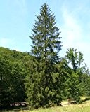 100 Samen -Gemeine Fichte- (Picea abies)