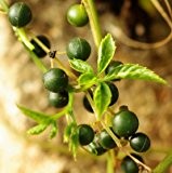 100 Samen Gynostemma pentaphyllum, Jiaogulan, Pflanze der Unsterblichkeit