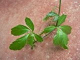 100 Samen Jiaogulan ''Pflanze der Unsterblichkeit'' - Gynostemma pentaphyllum- Sehr Gesund