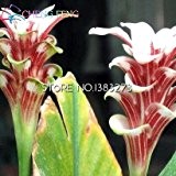 100 Samen Kurkumawurzeln Curcuma Longa Heilkräuter Gewürz * Einfache Pflanzen Bonsai Samen Garten-frische Samen Töpfe wachsen