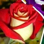 100 Samen / New Rose Samen verpacken, 5 verschiedene Farben Rare Osiria Rose Erbstück Chinese Rose Blumensamen Blumen
