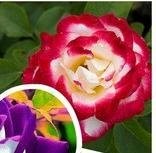 100 Samen / New Rose Samen verpacken, 5 verschiedene Farben Rare Osiria Rose Erbstück Chinese Rose Blumensamen Blumen
