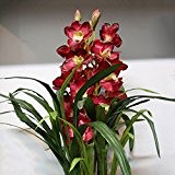 100 Samen / pack hängende Blume roten Wellen Blume Chinese Cymbidium-Orchidee Samen Garten Versorgung JS0681