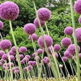 100 Samen / pack Lila Riesen-Lauch Giganteum Schöne Blumensamen Gartenpflanze der angehende Rate 95% seltene Blume für Kind