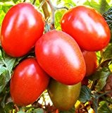 100 Samen Roma Tomate Napoli, Lycopersicon esculentum