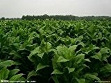 100 Samen Tabakpflanze Tabaksamen Blumensamen