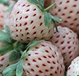 100 Samen weisse Erdbeere, Ananas Erdbeere, pineberry, Import china