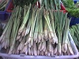 100+ Samen -Zitronengras- (Cymbopogon citratus) -Lecker für die Asiatische Küche-