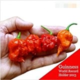 100 SEEDS - 100% echte Frische Rare Red "Carolina Reaper" Pepper Samen (hot chilli) Bio-Gemüsesamen *