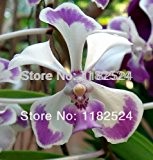 100 SEEDS - Vanda lilacina - Phalaenopsis Blumensamen Bonsai Blume Pflanze Schmetterling Orchid Seeds