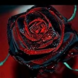 100 seltene rosafarbene Samen Black Rose Blume mit rotem Rand Rare Rose Blumen Seeds.For Gartenbonsai Pflanz