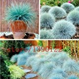 100 Stück BLUE Schwingel Fesnea Glauca Ziergräser ausdauernde hardy ornamental schöne Gras 2015 neue Samen für zu Hause Garten