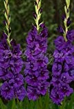 100 Stück Gladiolen Knollen "Purple Flora" - Blumenzwiebeln aus Holland - Versandfrei
