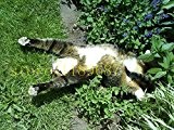 100 Stück Katze Minze Aromatische Pflanzen Katzenminze, Katzenminze Samen, Aromatische Pflanzen Kräutersamen für Garten Haustier beste Geschenk